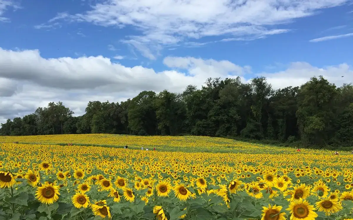 Jarrettsville Maryland sunflowers - Jarrettsville, MD